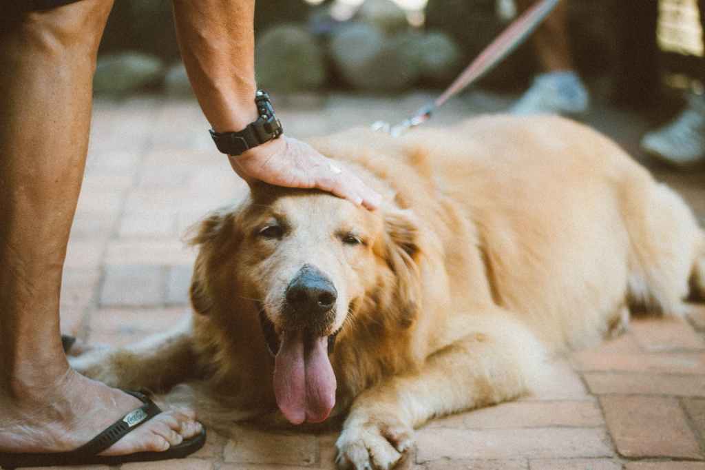person touching golden retriever